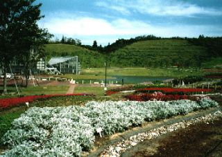公園内の花